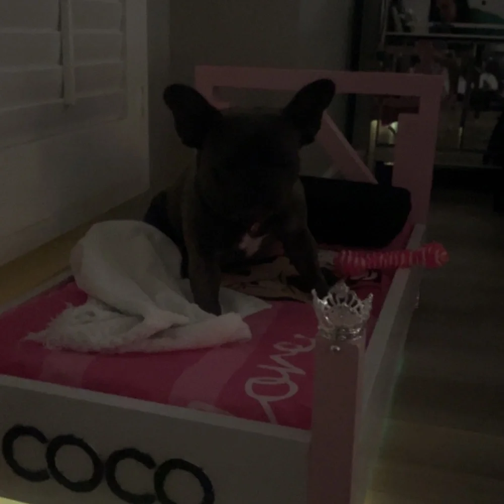 COCO is not for sale! However, the bed can be customized you. Starting at 300.00
